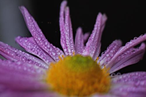 ���������. 