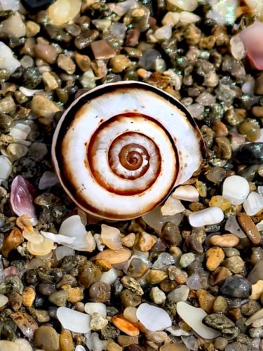 ������������ �������