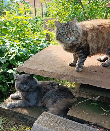 ������� �������