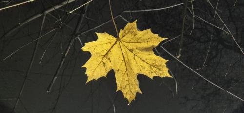 ��������� ����