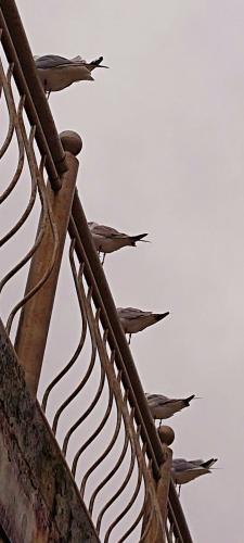 �,�������, ����� ��������� 