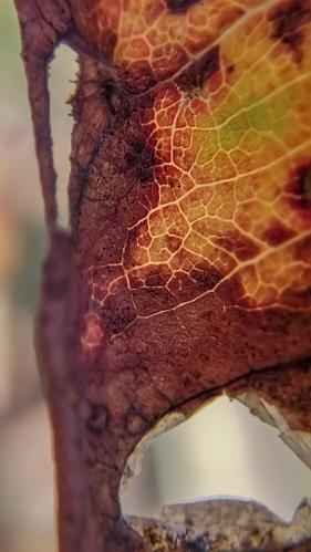 ���� ����-���