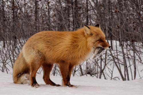 � ������� 