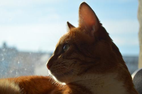 ��������� ���