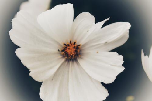 ������ �����