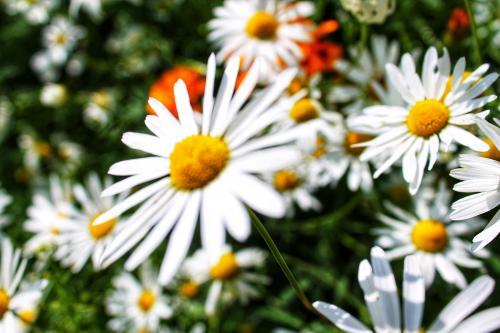 ������� �����