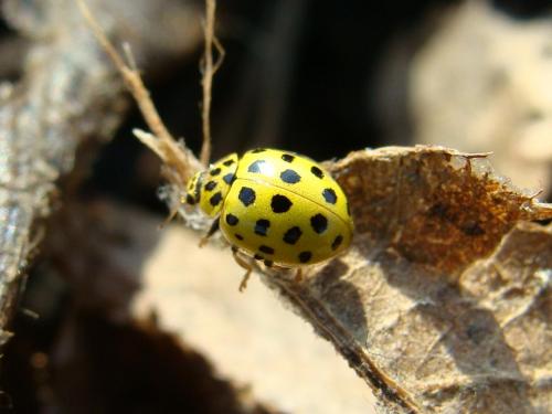 ����� �������