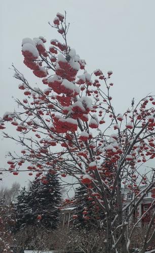 ������ ��� ������