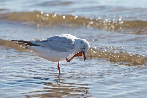 ������ �����. 