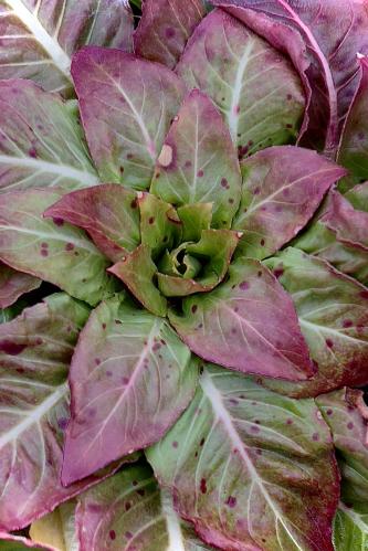 ��������� �����