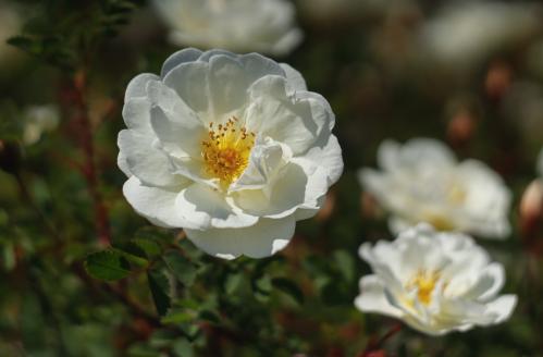 ����� �������� 