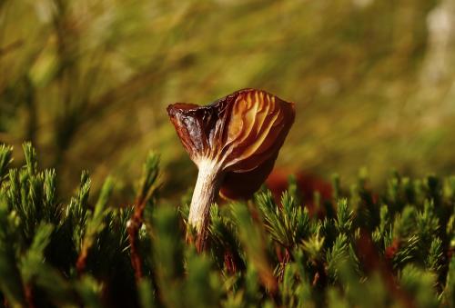 ��� �������