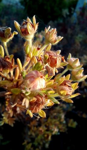 ������� ��������