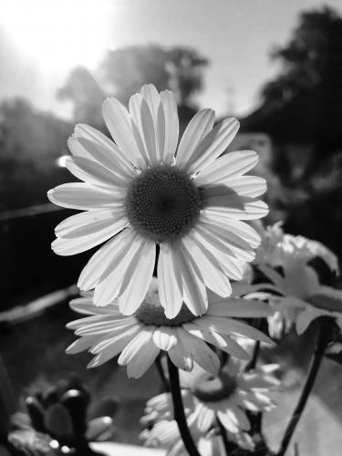 � ����� ������