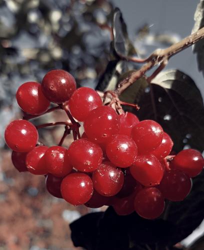 ������ ������