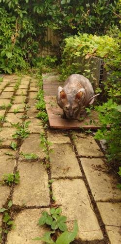 ����������� ������ 