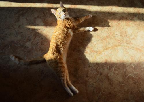 ���� ���-�� ������? 