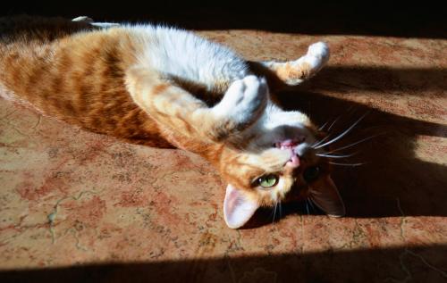 � ������ ����