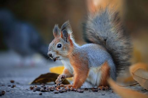 � �������. 