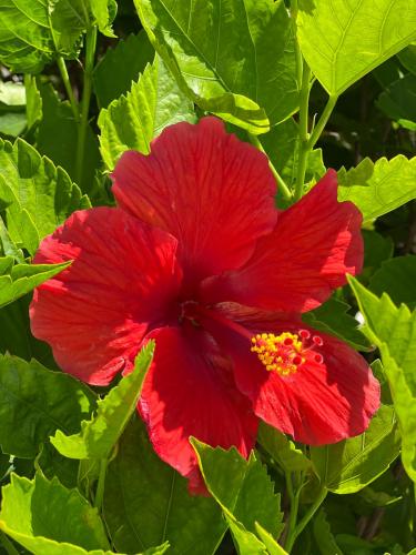 ��������� ����