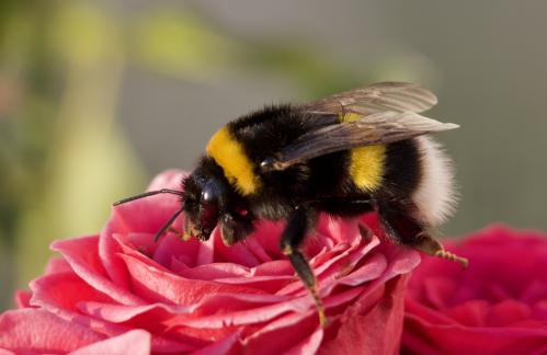 ����� �� ����