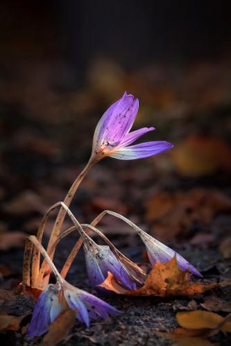 �����������. 