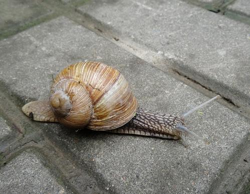 �� ��������