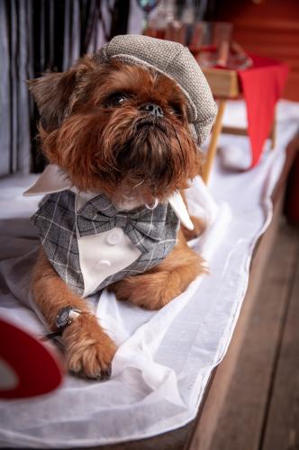 ������ ����