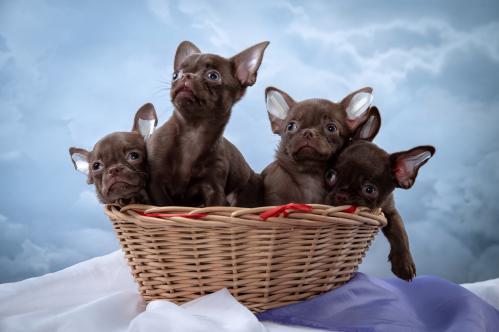 ���������� �������