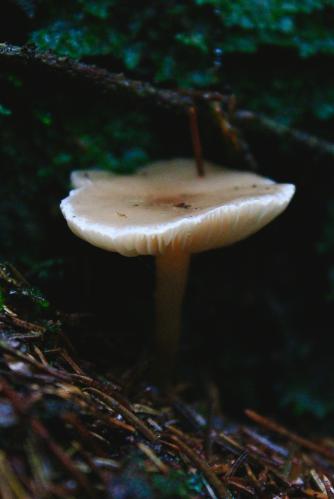 ����� ����