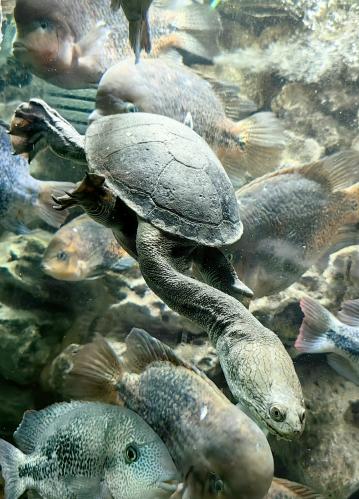 ��������� ���