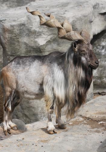 �� �������