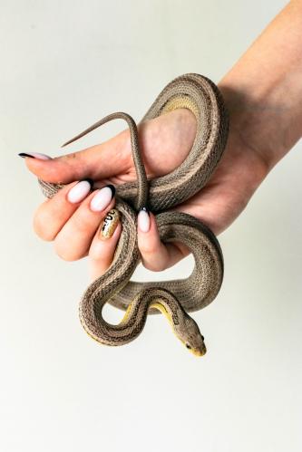 ���������� ��������: �������� ���� ����������������