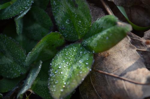 ����� �����