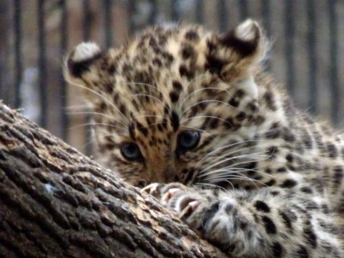 ������� ���������������� ��������.