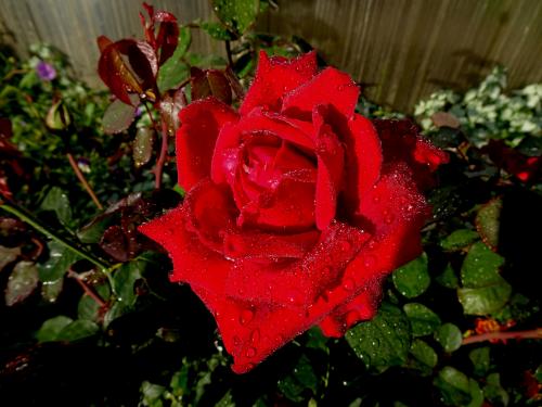 ������� ����.