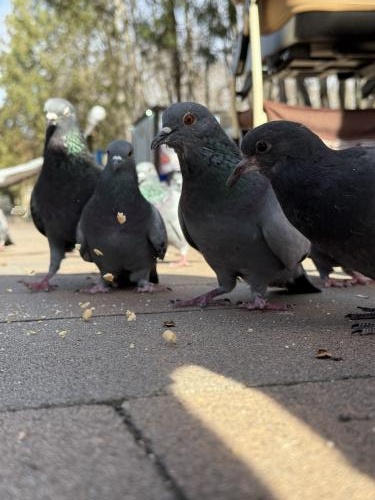 ����� ����