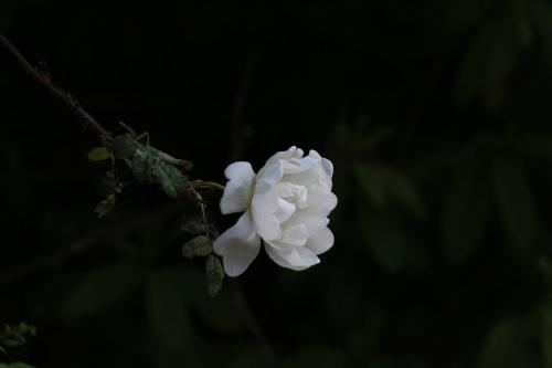 ������ �������