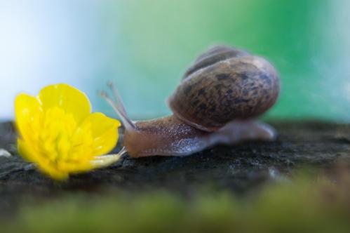 ������ � ������