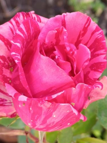 ������� ��������