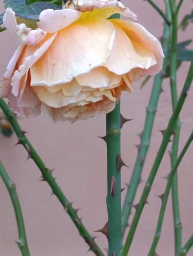 ������� ����