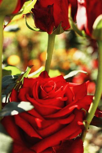 ������� ����