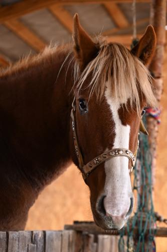 ����� �����