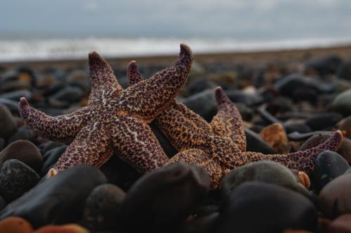 ����� ������