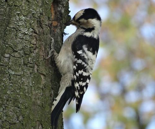 � ������