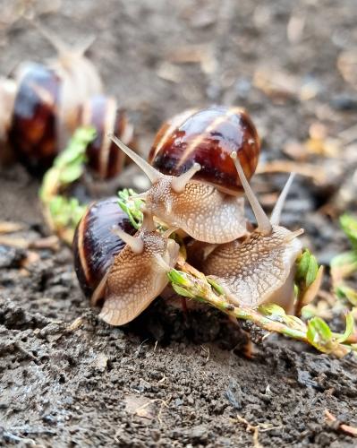 ����� �����