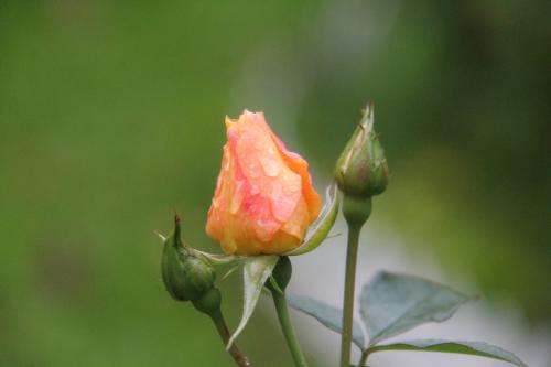 �������� ����