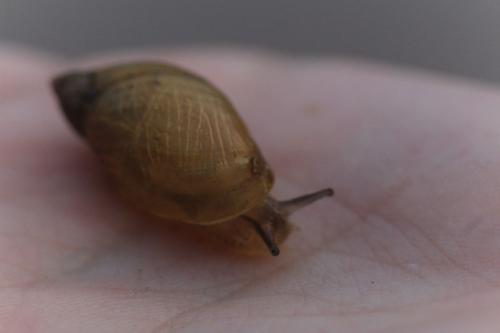 ������� ����� �����