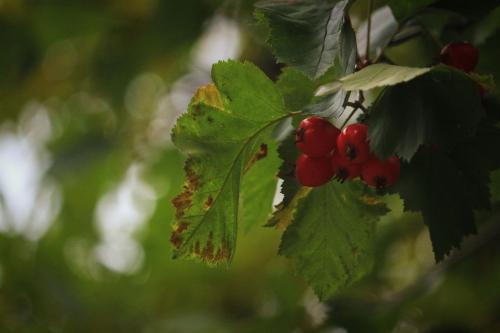 ����������� �����