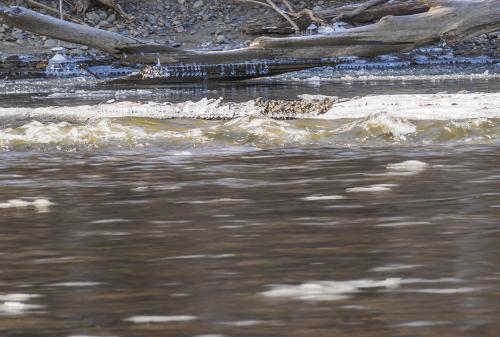 ����������� ����